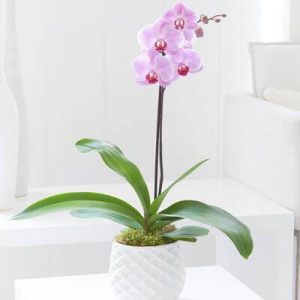 Pink Orchid Plant