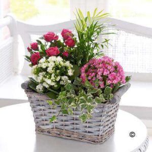 Mixed Planted Basket