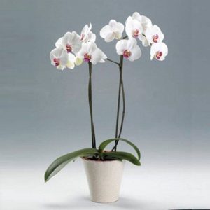 White Orchid Plant