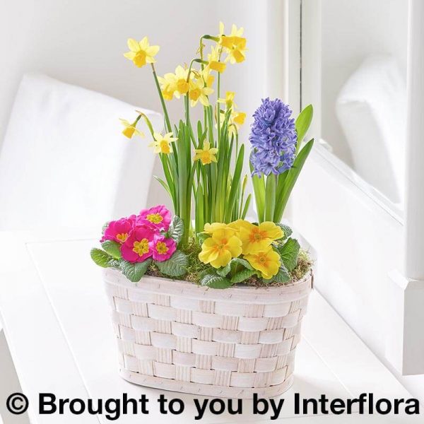 Basket of spring plants