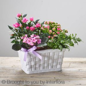 basket with houseplants