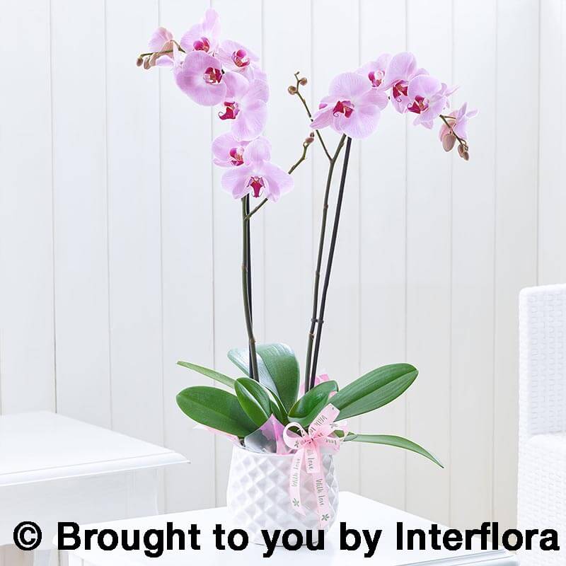 Striking Pink Mother's Day Orchid Navan Flowers