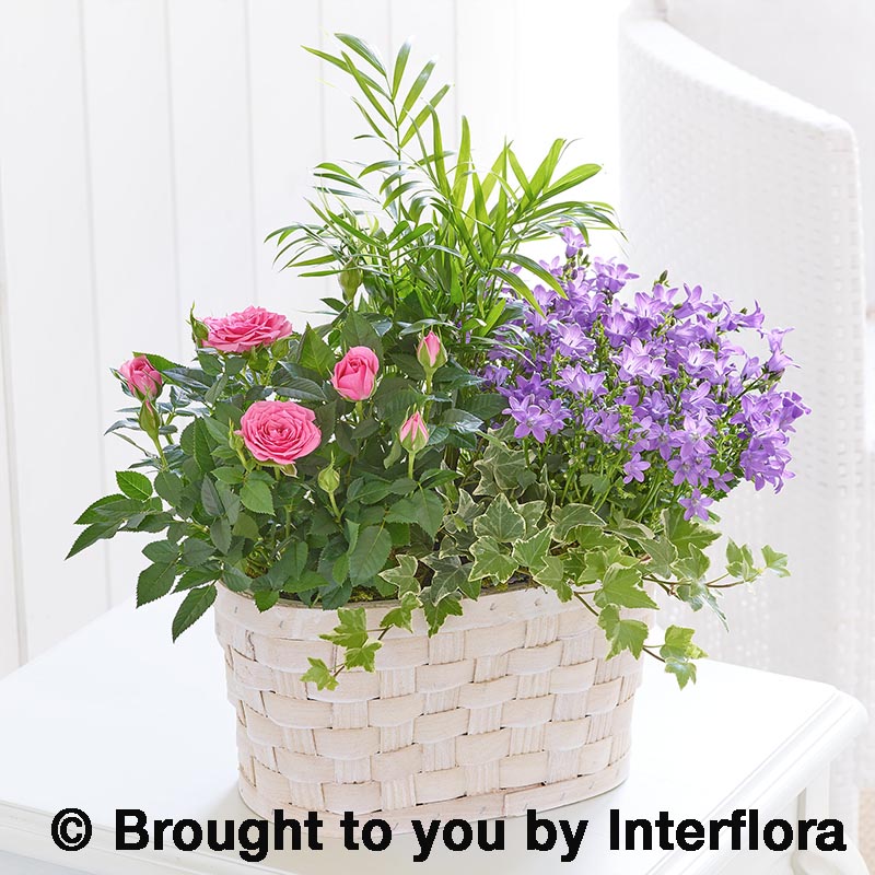 basket of plants
