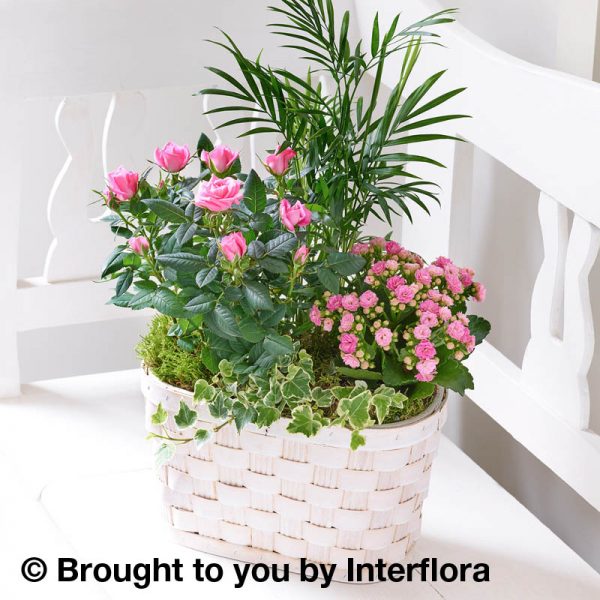 basket of flowering and foliage plants