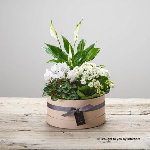 hatbox arrangement of plants
