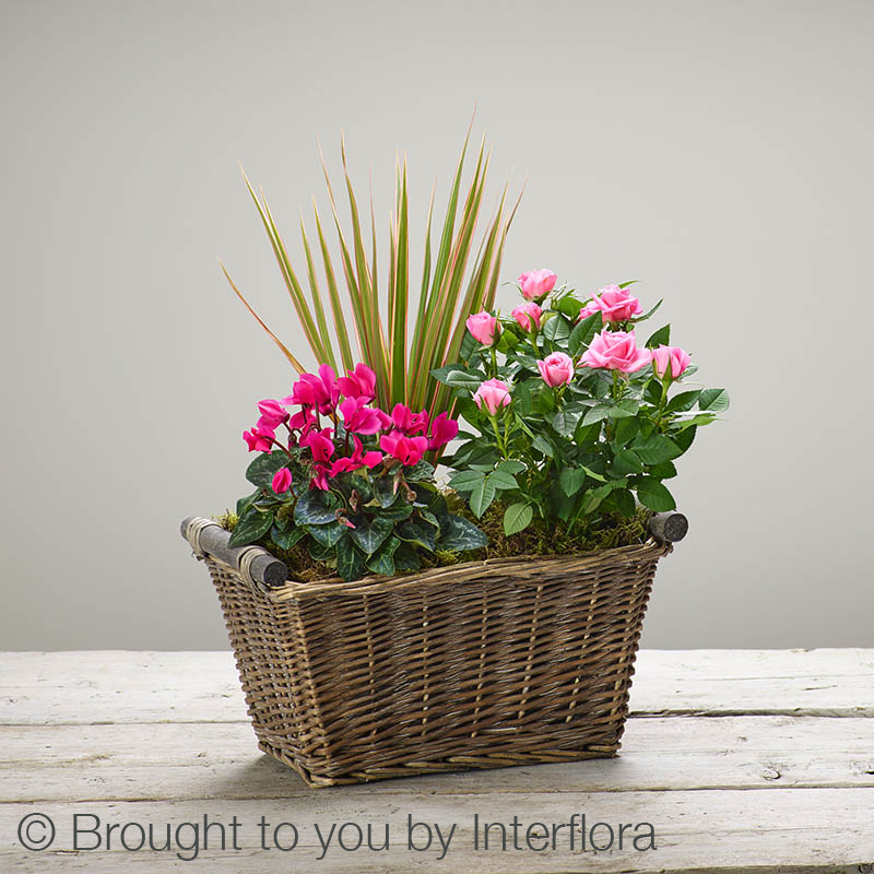 Magenta Breeze Planted Basket