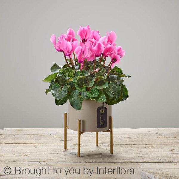 Cherry Pink Cyclamen Plant