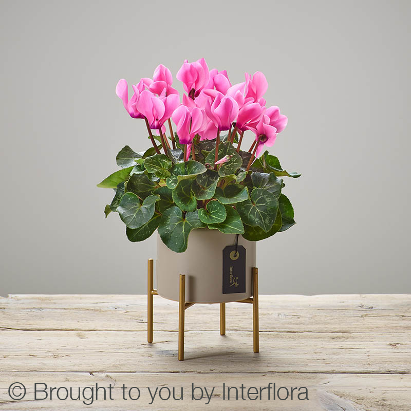 Cherry Pink Cyclamen Plant