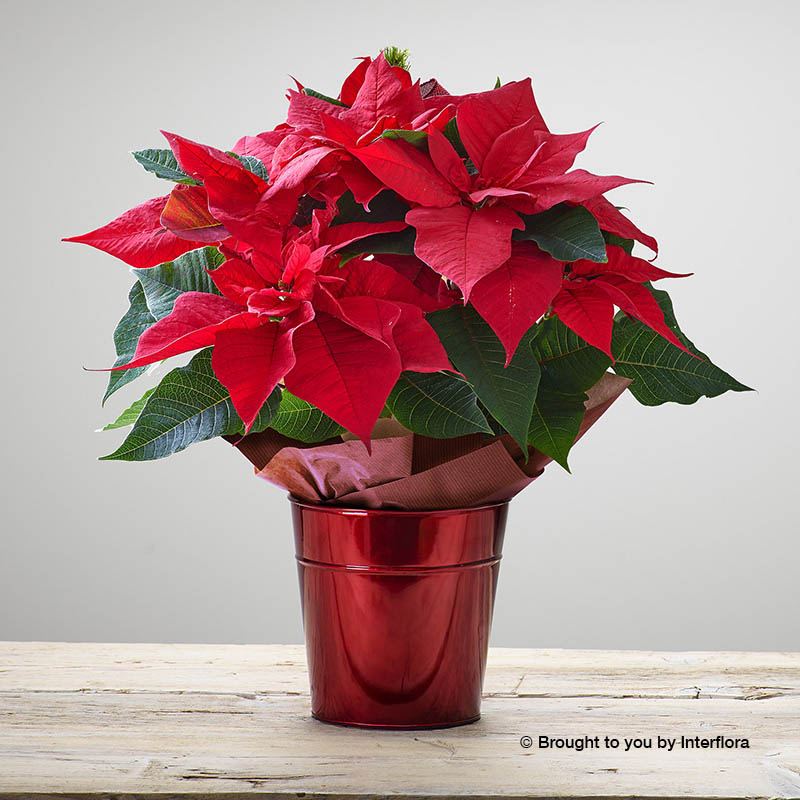 Poinsettia Christmas Plant