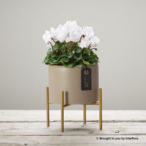 White Cyclamen Plant