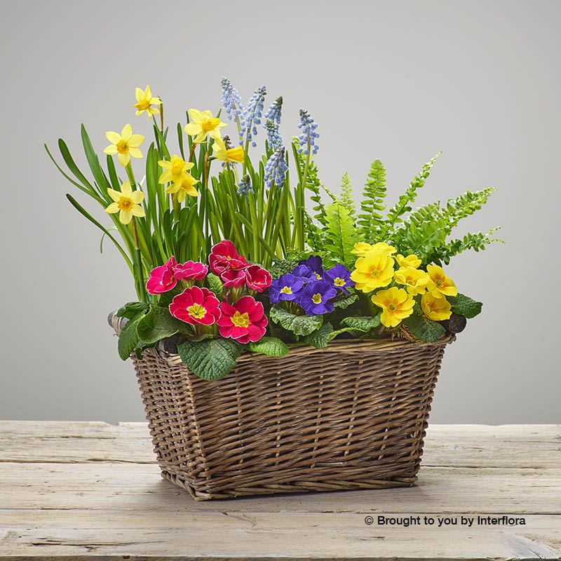 basket of spring plants