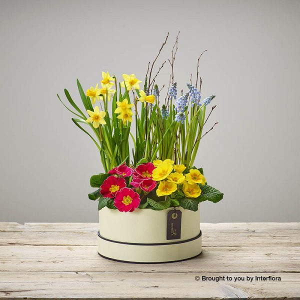 hatbox of mixed spring plants
