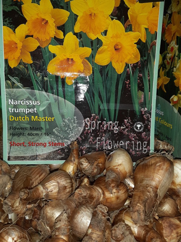 Daffodil bulbs on sale for sale