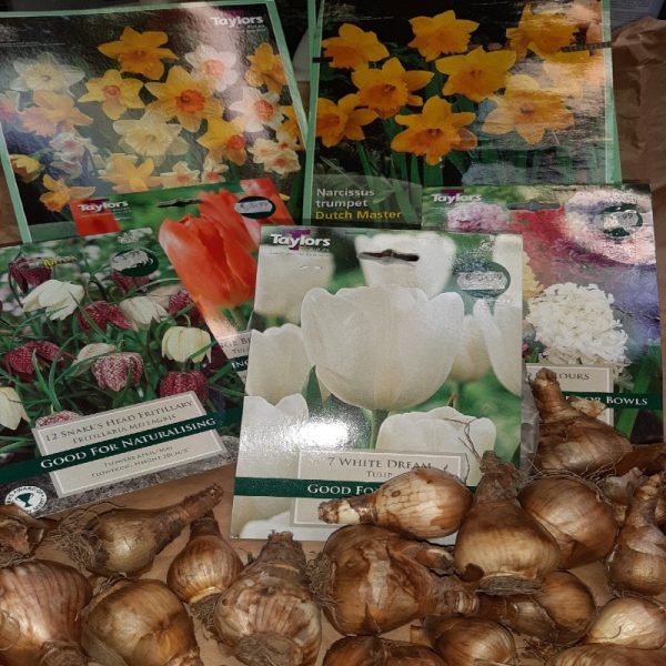 Spring Flowering Bulbs