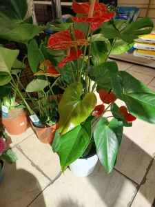 Anthurium plant